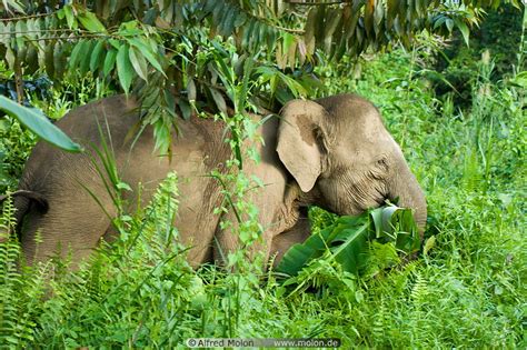 Photo Of Borneo Pygmy Elephant Kinabatangan River Wildlife Sukau