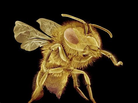 Honey Bee Sem Photograph By Susumu Nishinaga Pixels