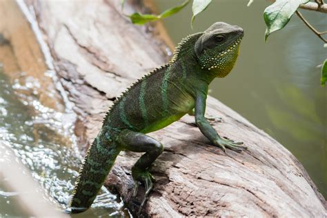 The feeding frequency largely depends on the animals age. File:Chinese Water Dragon (Physignathus cocincinus) - Khao ...