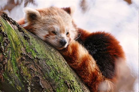 Nature Red Panda Animals Mammals Wallpapers Hd Desktop And Mobile