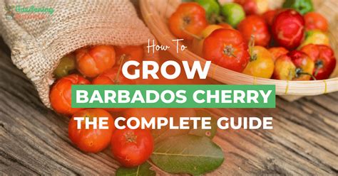 How To Grow Barbados Cherry Tree From Seed Step By Step Guide