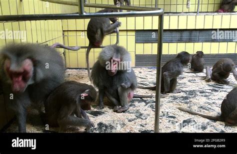 Baboons In Captivity Stock Videos And Footage Hd And 4k Video Clips Alamy