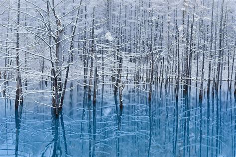 배경 화면 경치 숲 호수 반사 눈 겨울 분기 얼음 서리 고드름 동결 자작 나무 시즌 서식지 자연 환