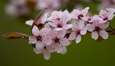 Check spelling or type a new query. The 3 Foragers: Foraging for Wild, Natural, Organic Food ...