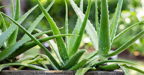 The herbs in this category are those whose main purpose is to treat constipation. Aloe Vera : benefits and interesting ways of adding it to ...