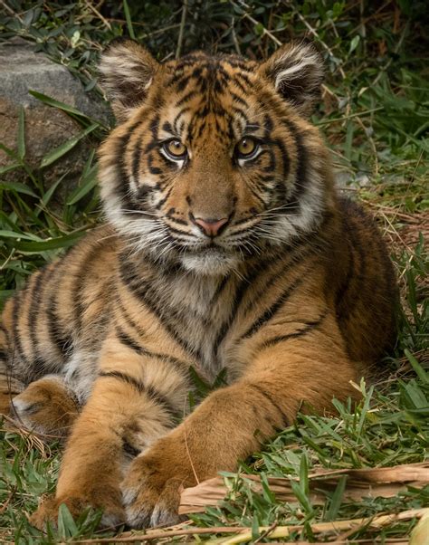 Suka 65 Month Old Sumatran Tiger Cub San Diego Zoo Safari Flickr