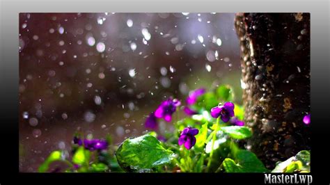 Rainwallpaper تحميل مجانا Rainwallpaper Live Wallpaper Engine For Cc2