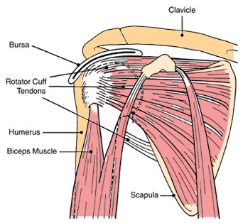 Rotator cuff tendinitis refers to irritation of these tendons and inflammation of the bursa (a normally smooth layer) lining these tendons. shoulder arthroscopy | Artros