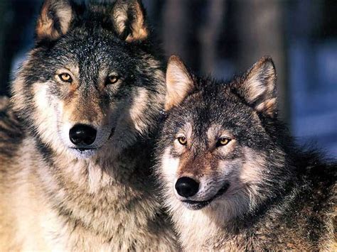 Please consider a gift to help support our ambassador wolves. Wolves | The Purpose Of Species