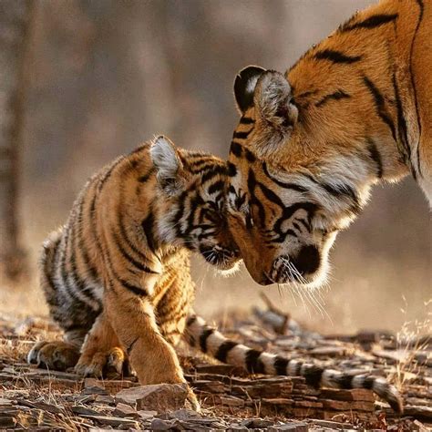 Tiger Lovers Club On Instagram “a Tender Moment Between A Tigress 🐯