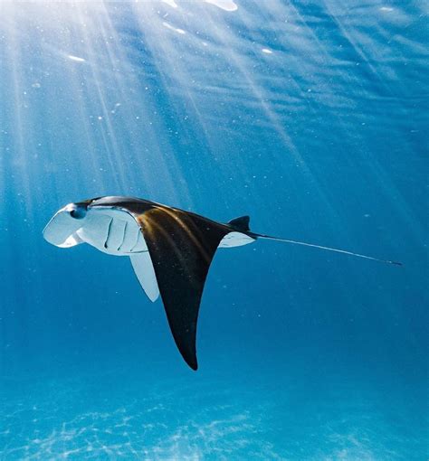 South Ari Atoll Maldives In 2020 Visit Maldives Maldives Manta Ray