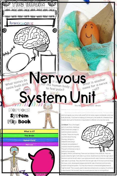 Nervous System Human Body Introduce And Review Parts Functions And How The Nervous System