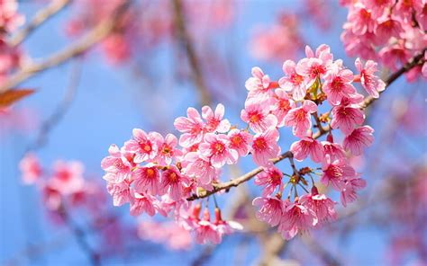 Digital Cherry Blossom Puzzles — Trust For The National Mall