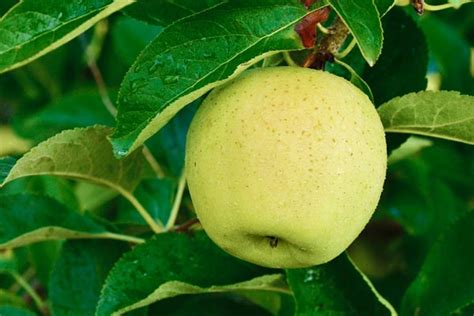 They fruit in november and go dormant in cold weather. What to Grow: Apples | Grow Little Fruit Trees for Big ...