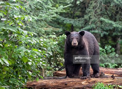 American Black Bear High Res Stock Photo Getty Images