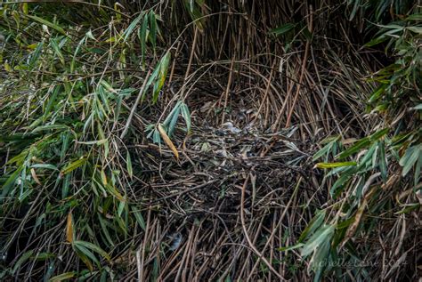 The Tragic Swan Song | laneimagery