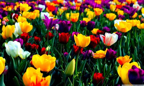 Colorful Flower Images Of Flowers Hd Wallpaper Download Colorful