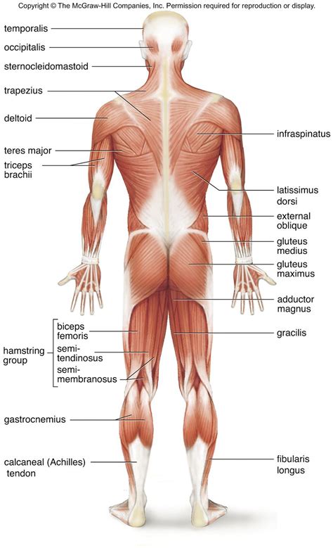 Superficial Muscles Posterior View Superficial Skeletal Muscles Posterior View Anatomy