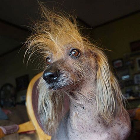 Ugly Dogs That Are Still So Darn Cute Readers Digest