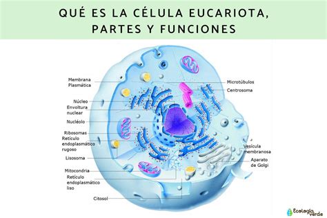 Célula Eucariota Características Y Sus Partes Resumen Con Esquemas