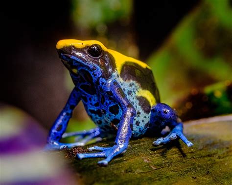 Poison Dart Frog Care Guide Habitat Setup Diet And More