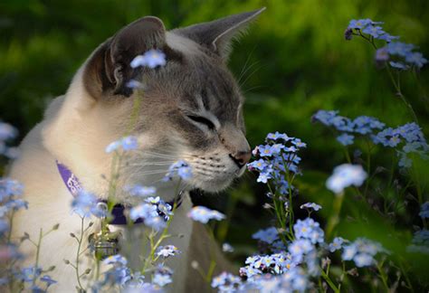 Like human sneezing, kitten sneezing can mean momentary irritation or something serious. Has Your Cat Been Sneezing? Home Remedies That Can Help ...