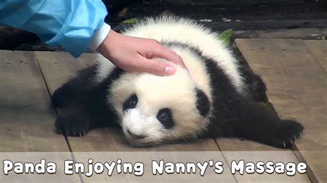 So Cozy Panda Enjoying Nannys Massage Ipanda Youtube