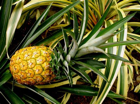 Tropical Pineapple 1 Free Photo Download Freeimages