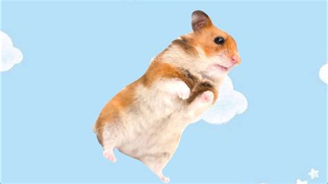 Dancing Hamster Youtube