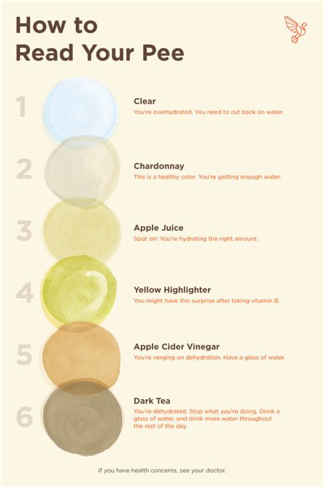 What Color Is Your Pee This Urine Chart Explains What It Means Artofit