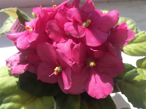Native to higher elevations in tropical eastern africa, african violets are. 6 Steps to Keep African Violets Blooming | Espoma