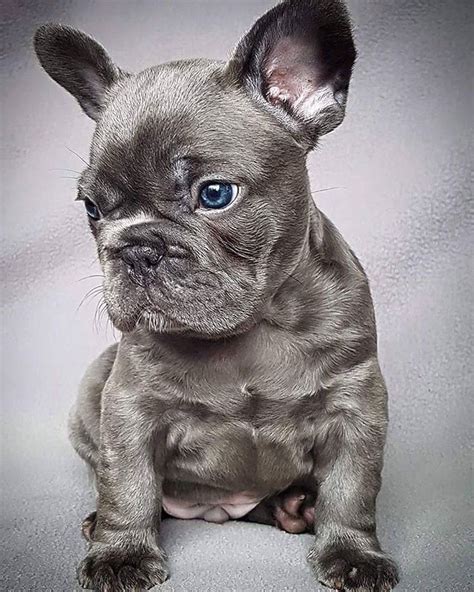 Names french bulldog puppies for sale and frenchie puppies naming your new french bulldog puppy is one of the joys of getting a new puppy. 17 Best images about CUTE FRENCH BULLDOG on Pinterest ...