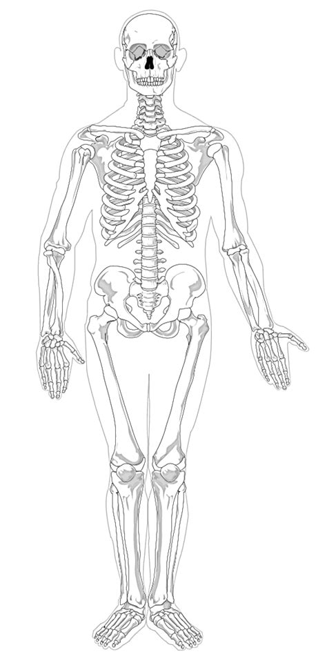 Muscle worksheet with an unlabeled diagram. UNLABELED MUSCULAR SYSTEM FRONT AND BACK - Auto Electrical Wiring Diagram