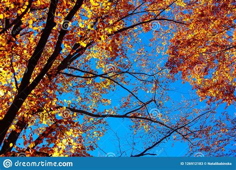 Nature Autumn Sunshine Leaves Yellow Stock Image Image Of Natural