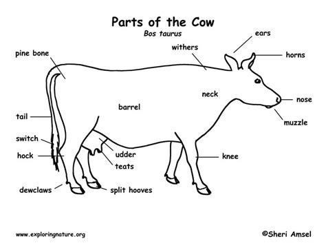 No anatomical reference is as inexpensive and as loaded with meticulously detailed, beautifully illustrated structures of the human organs, clearly and concisely labeled for easy identification. Cow