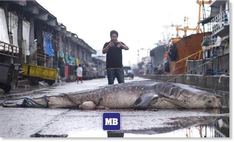Dead Whale Shark Found Near Manila Philippines Earth Changes