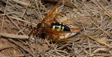 Cicada Killers Godfrey Il Pest Control Insect Removal Services