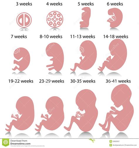 10 Dibujos Etapas Del Embarazo