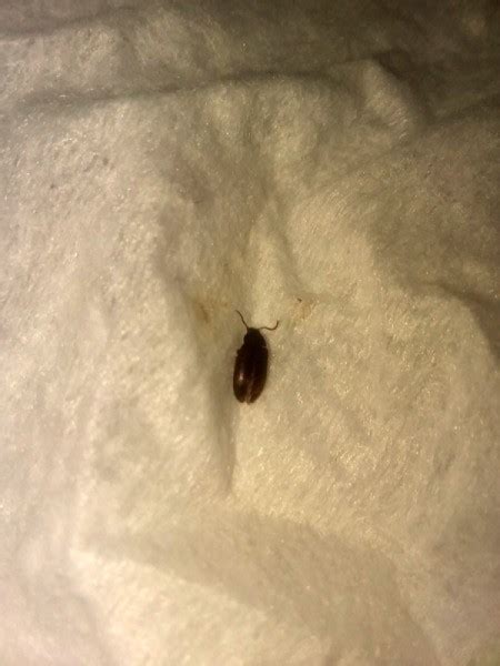 Tiny Brown Flying Bugs In Bedroom Psoriasisguru Com