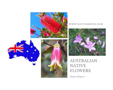 Australian Native Flowers Native
