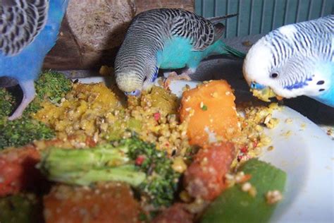 Simple Healthy Budgie Food Recipes You Can Make At Home For Your
