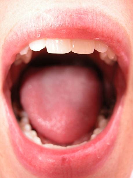 Human Tongue Pictures Images And Stock Photos Istock