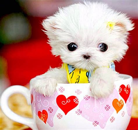 23 Miniature Pups In Cups Cute Little Puppies Cute Animals Cute