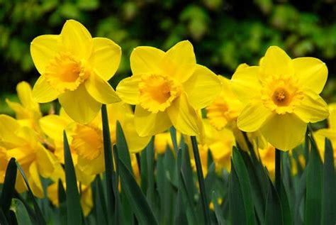 So, whether it's a birthday bunch , a thank you flower surprise or a bouquet just to say you're brilliant, we're here to help you put a smile on their face. How to Plant, Care For, and Grow Daffodils - Plant ...