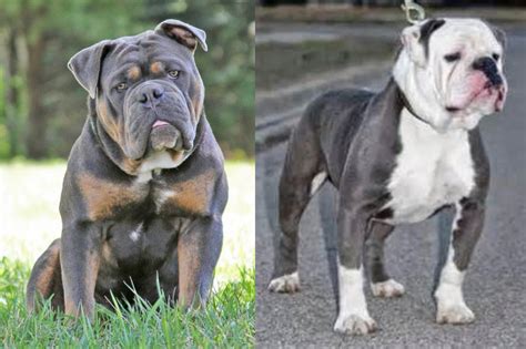 Olde English Bulldogge Vs Old English Bulldog Breed Comparison