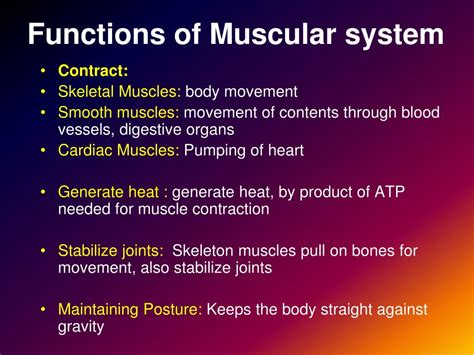Ppt Muscular System Chapter 6 Powerpoint Presentation Free Download