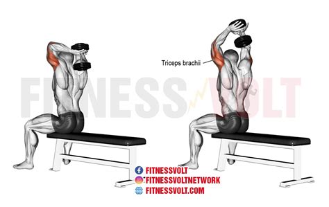 Seated Dumbbell Overhead Tricep Extension Triceps Fitness Volt