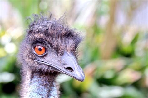 What Is Another Name For A Large Flightless Bird Photo Bird Emu