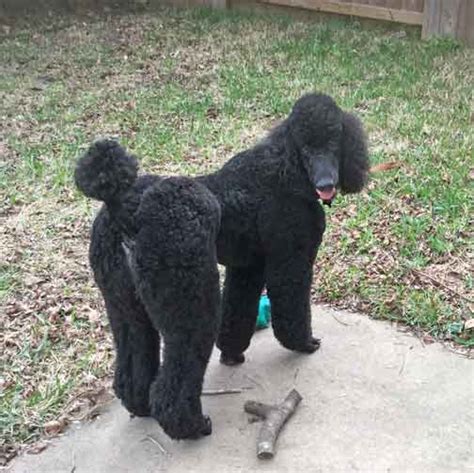 We did not find results for: Royal Standard Poodle Black Spartacus