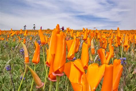Hours may change under current circumstances Antelope Valley Poppy Reserve: What to Know About It